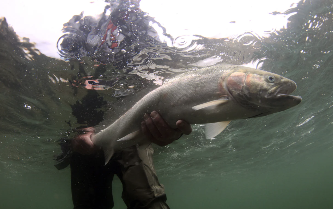 Skagit River, WA | Wild Steelhead
